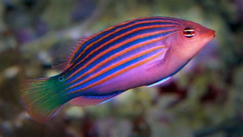 six line wrasse diet.